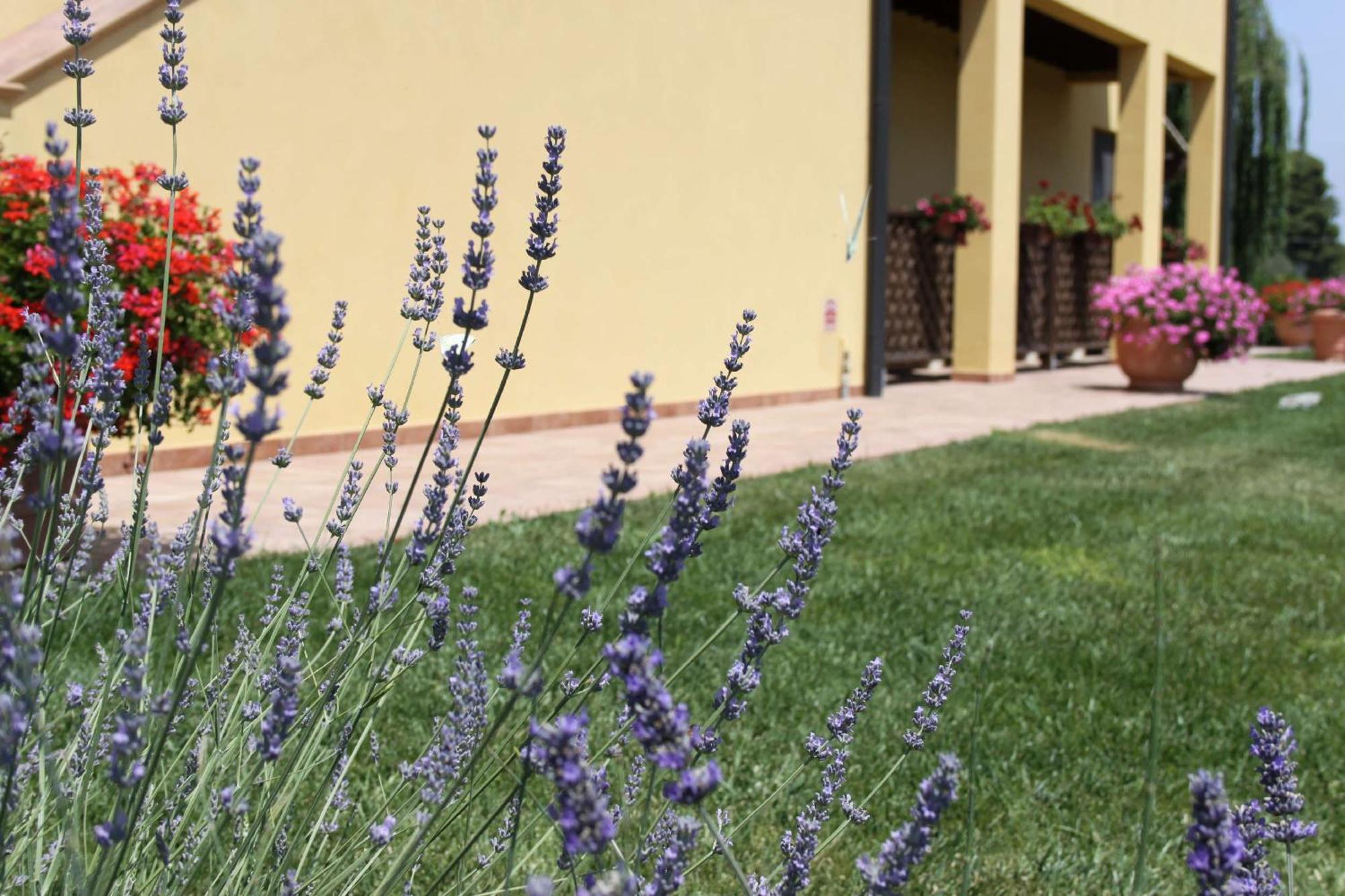 Podere Tre Cipressi Aparthotel Campiglia Marittima Exterior foto